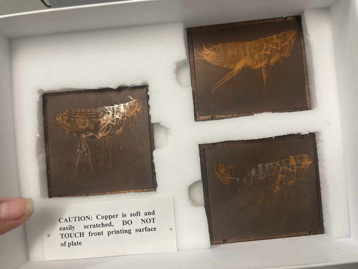 NHM_Fleas tweet media