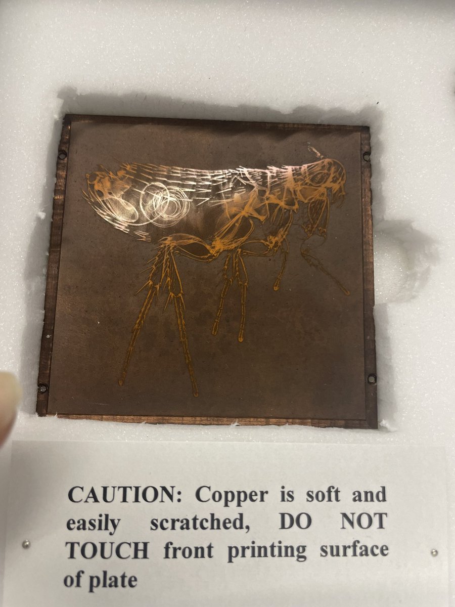 NHM_Fleas tweet media