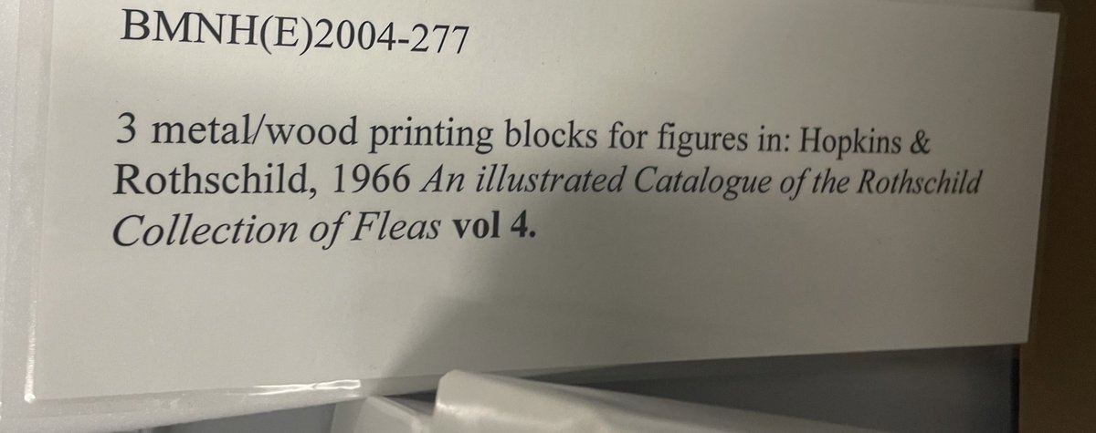 NHM_Fleas tweet media