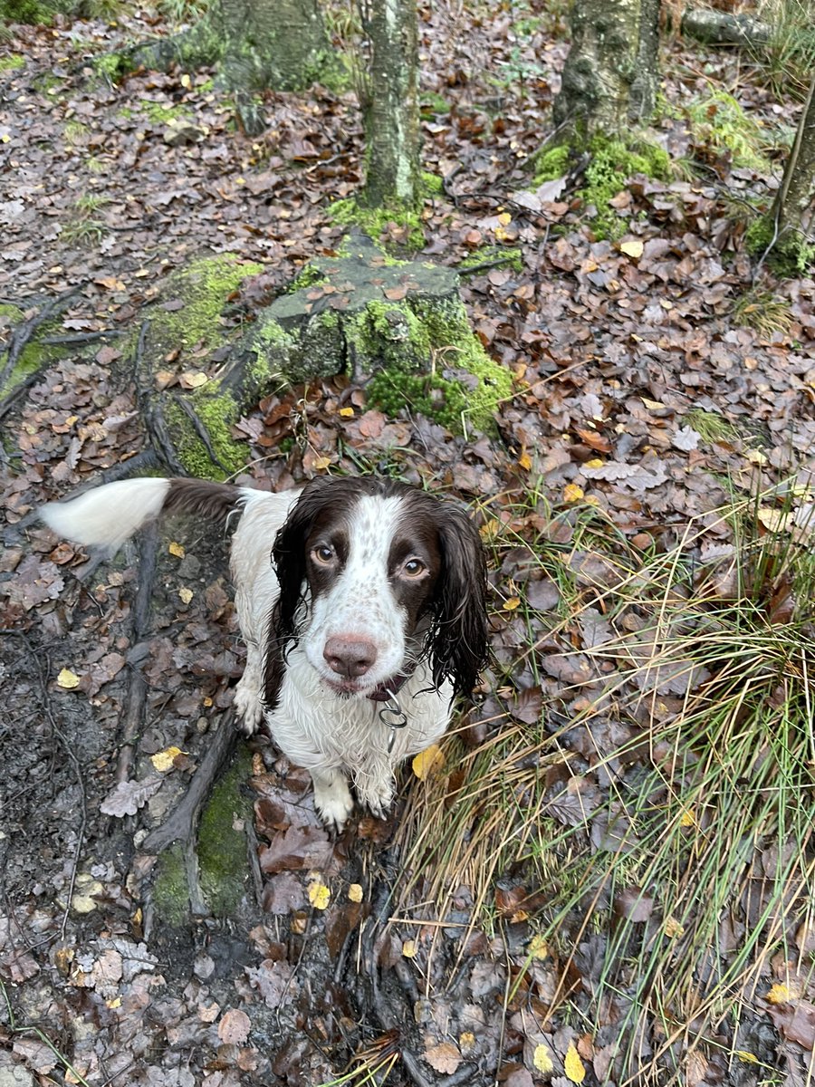 mick0h's tweet photo. Very pleased with herself for sorting out her own breakfast this morning. Apparently a big fat blackbird is the best way to start the day. Who knew? https://t.co/KTVWrlUbWW