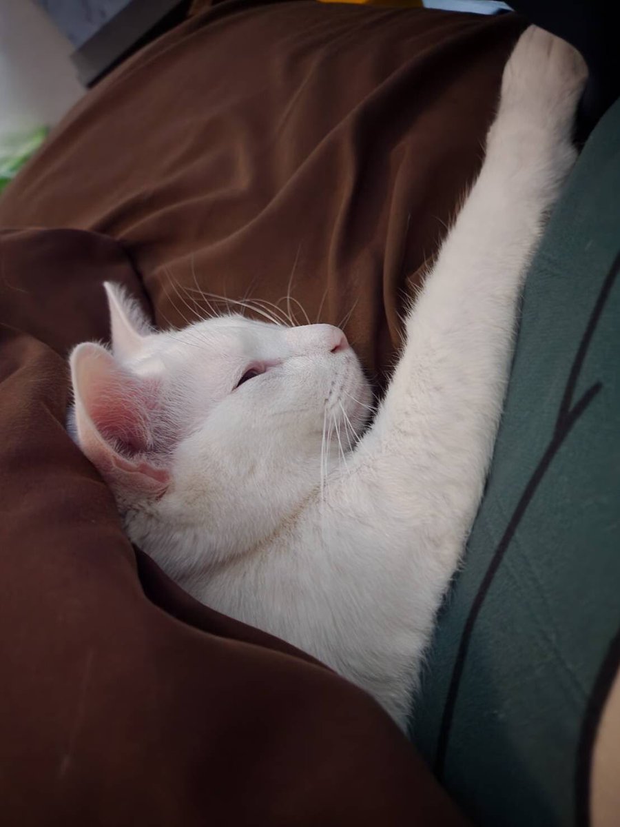 みなさんお久しぶりです！
ずっと布団から出れずに寝ていたテトくんです！！
これからまた投稿を再開しますので宜しくお願いします🐱