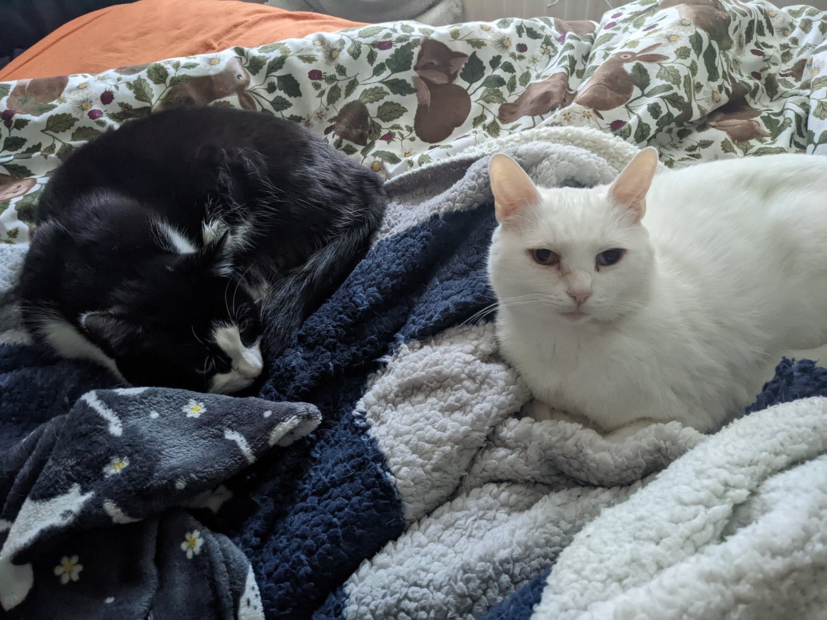 HannahEmmaDavis's tweet photo. @literallymecats https://t.co/0d2MBw0ckJ