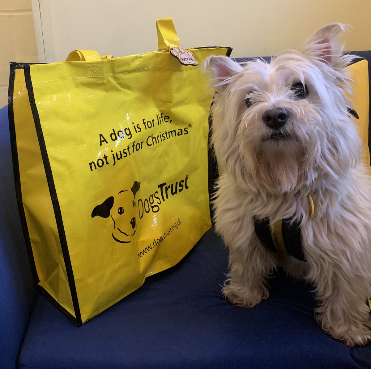 Nessie had a busy morning as her foster carers helped her to pack her big yellow bag 💼 as today was the big day she was going home with her forever family 🥰 It was a bittersweet farewell but she is excited to cosy up in her new home 🏡 @dogstrust #adoptdontshop #foster