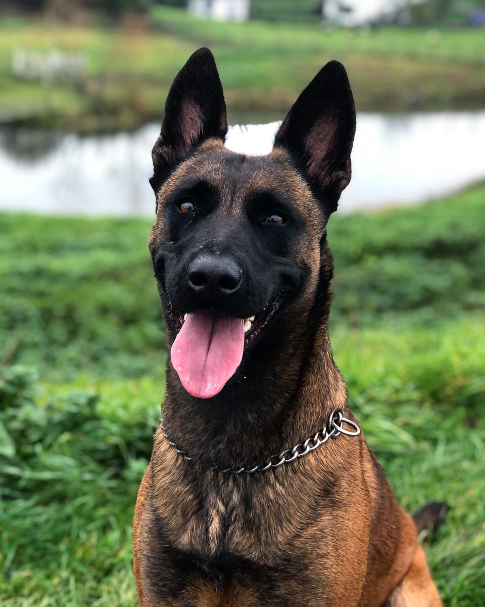 Bekijk onze website voor informatie en weetjes over de Mechelse Herder 🐶 #DogsofTwittter hond.nl/mechelse-herde…