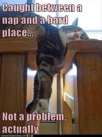 BagLady_assEnd's tweet photo. #DogsofTwittter! Your attention, if you please. 🙏 #WhyILoveCats is issuing a #challenge to you! 🐒😱🪅
#catsVSdogs 😁 #whatchugot?
#bringiton 🔥 #shenanigans 🤣 https://t.co/rupWZD3ybM