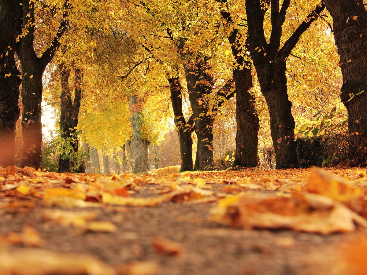 It's the end of #NationalTreeWeek 💚 We hope you learnt something new about urban trees and celebrated how they make our towns and cities healthier and greener places to live!

Urban trees are vital in looking after humans, animals and the planet so let's plant more!!! 🤗