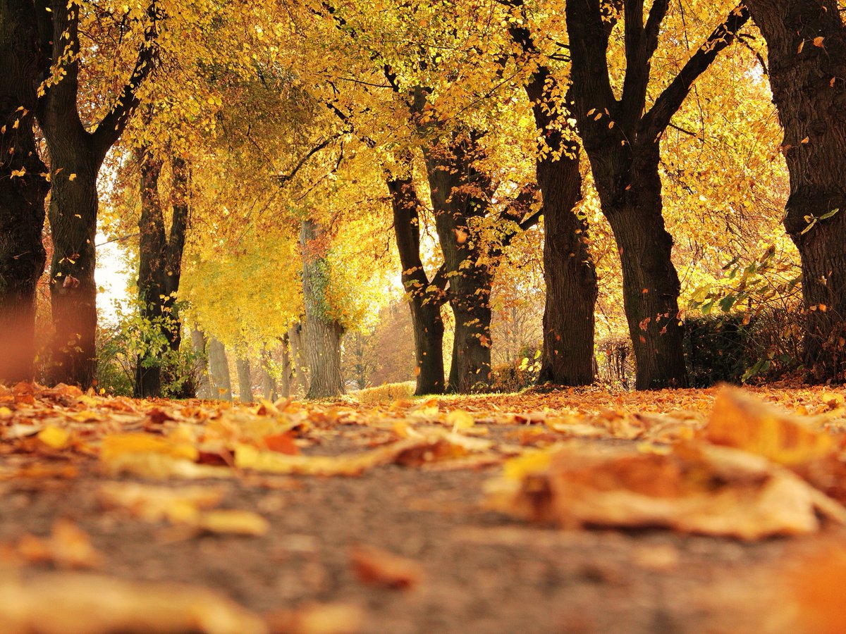 It's the end of #NationalTreeWeek 💚 We hope you learnt something new about urban trees and celebrated how they make our towns and cities healthier and greener places to live! Urban trees are vital in looking after humans, animals and the planet so let's plant more!!! 🤗