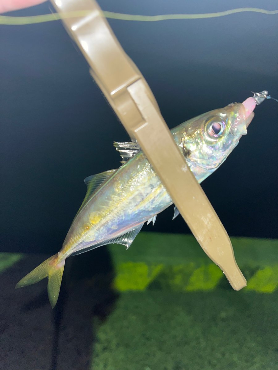 madao06210220's tweet photo. 安心、安定して釣果が出る
高田屋覚醒カラー
花恋
M-tail40で
#世界の高田屋
#レベロク
#Mtail40
#花恋 https://t.co/FXZ1qirpdy