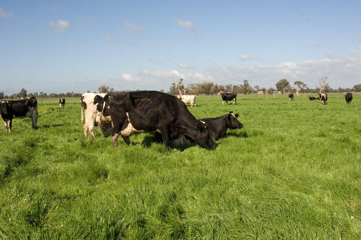 vetmedallied1's tweet photo. #Botulism is a rapid onset, usually fatal #disease caused by the botulinum toxin produced by the #bacterium #Clostridiumbotulinum in cattle. The signs of botulism are progressive difficulty in chewing and swallowing caused by paralysis of the tongue and muscles of #mastication. https://t.co/C4AjjrSykP