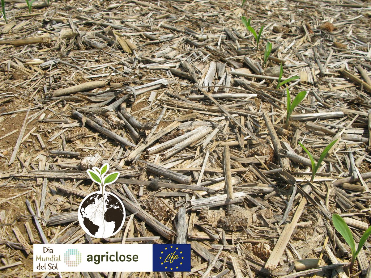 El sòl és molt important a les nostres vides:
🍎> 95% dels aliments en provenen,
💦imprescindible en la qualitat i quantitat d'aigua,
🌍per la lluita contra el #canviclimàtic
🦎i en la preservació de la #biodiversitat.

Avui és el #diamundialdelssòls #WorldSoilDay 

Cuidem-lo!