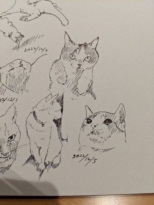 光の当たり方で表情が変わる それが猫 カキカキ。 