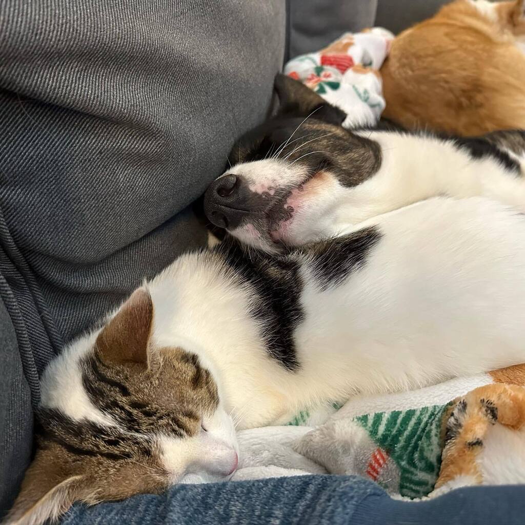 NuggetCorgi's tweet photo. Cat brofur Bruno makes the best pillow 🥰
.
.
.
.
.

#corgi_nation #corgidog #corgi_of_instagram #corgibutts #corgimoments #corgilove #corgigram #corgidaily #corgicrazy #corgiaddict #corgiplanet #corgicommunity #corgifeed #corgicuteness #corgibums #co… https://t.co/Gmvk5W4gJe https://t.co/EIW6dnf9op