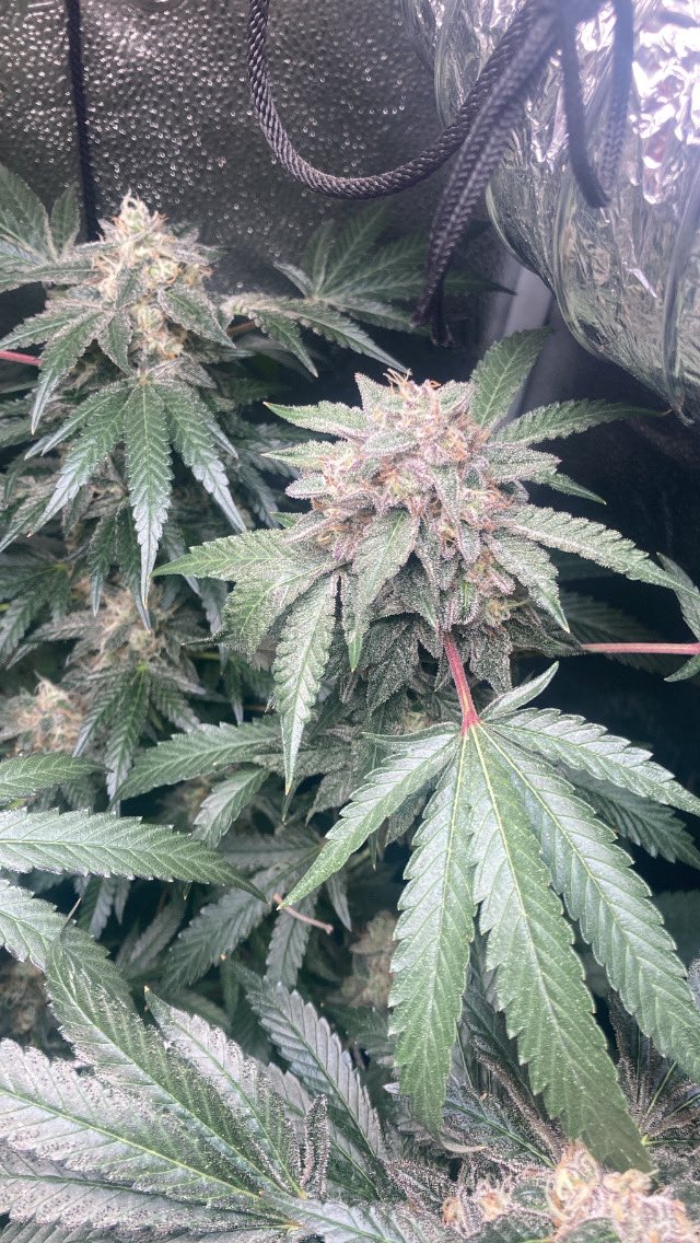 CitiesFinnest's tweet photo. One of the most beautiful buds Grown So Far!! I present #AppleSkrudel from #RobinHood #squaregentics A  Runts x Apple Fritter #CitiesFinnest #memmberville #420community https://t.co/dDAFozfUZM