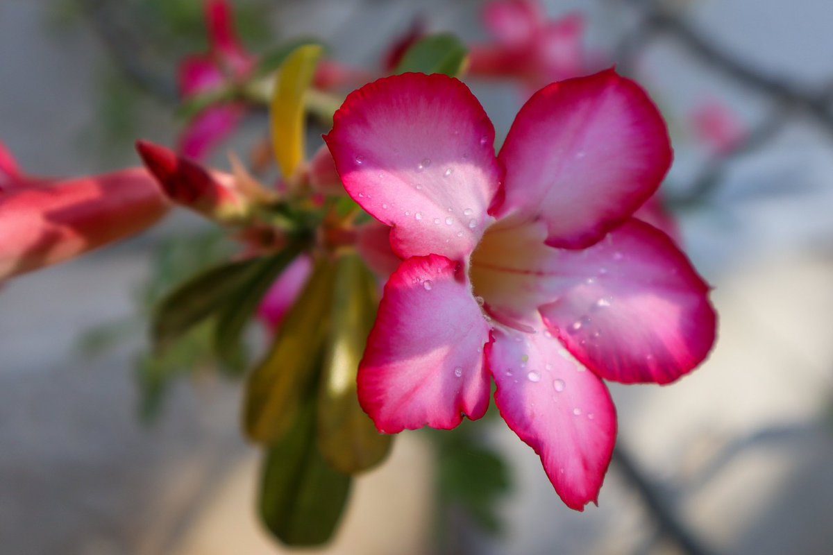 HdaYaxcopoil's tweet photo. Descubre la magia de la hacienda #Yaxcopoil 🤩🇲🇽🌸

https://t.co/tPew2CzFyf https://t.co/yU9j6ywylw