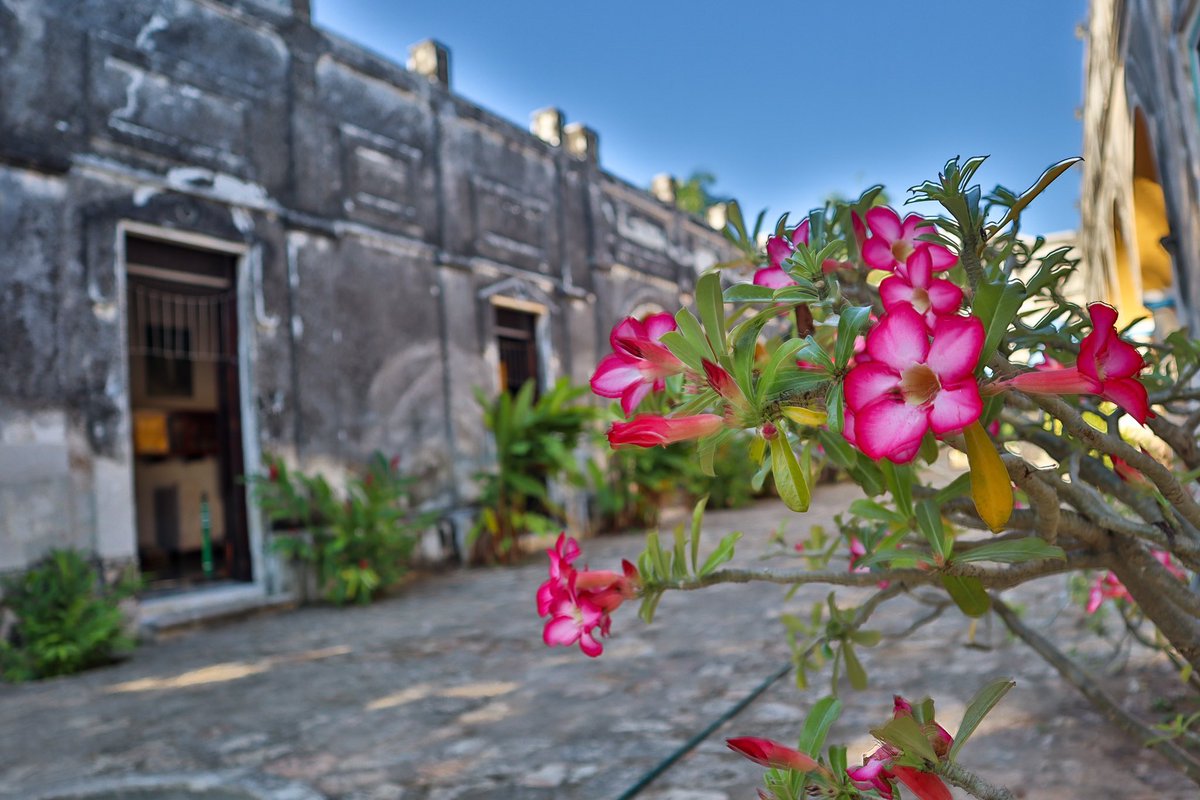 HdaYaxcopoil's tweet photo. Descubre la magia de la hacienda #Yaxcopoil 🤩🇲🇽🌸

https://t.co/tPew2CzFyf https://t.co/yU9j6ywylw