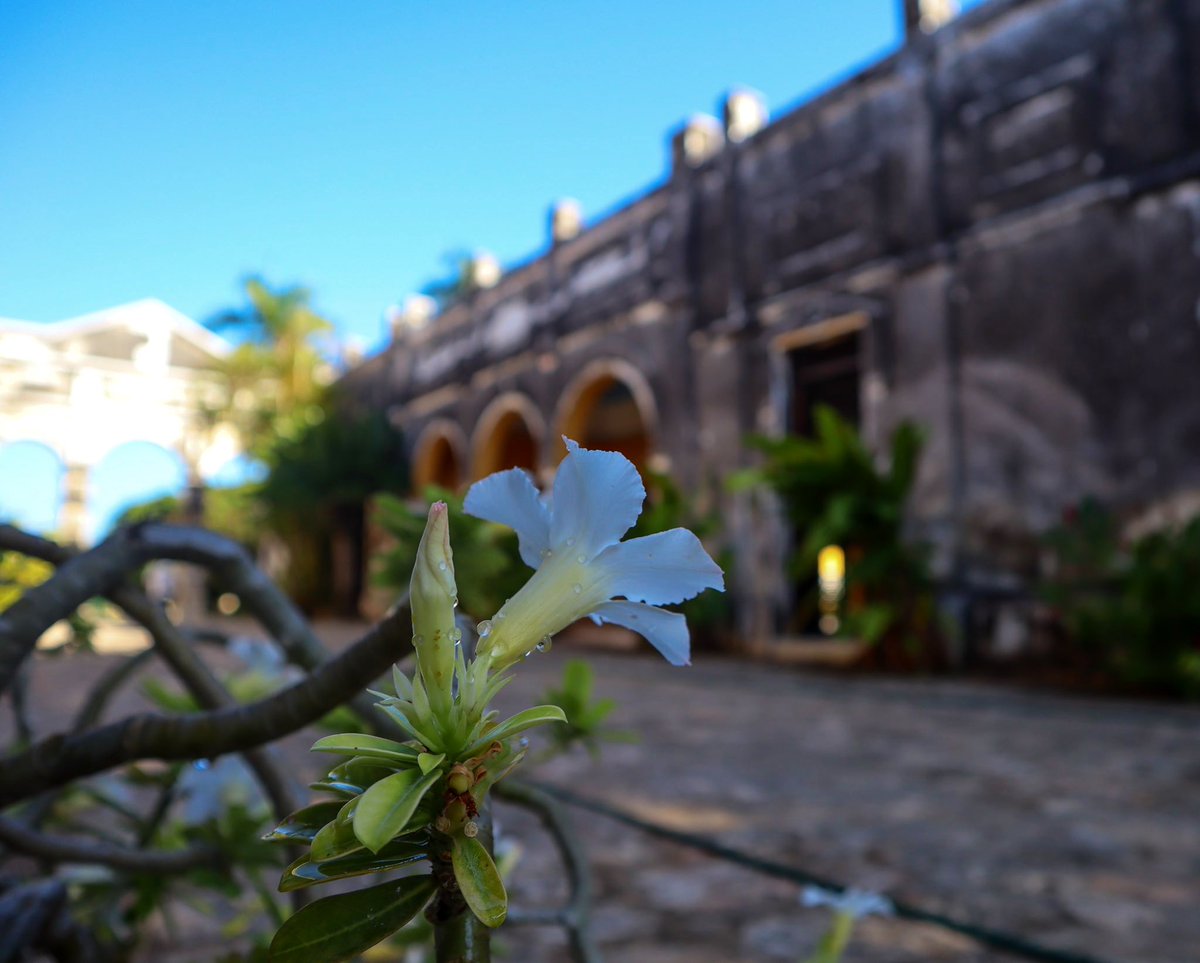 HdaYaxcopoil's tweet photo. Descubre la magia de la hacienda #Yaxcopoil 🤩🇲🇽🌸

https://t.co/tPew2CzFyf https://t.co/yU9j6ywylw