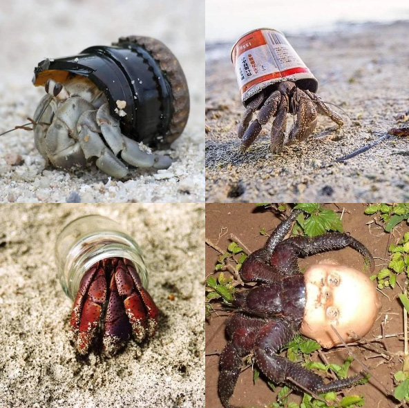 ambienteeuropeo's tweet photo. 🐚𝐍𝐎 𝐓𝐄 𝐋𝐋𝐄𝐕𝐄𝐒 𝐋𝐀𝐒 𝐂𝐎𝐍𝐂𝐇𝐀𝐒, 𝐋𝐋𝐄𝐕𝐀𝐓𝐄 𝐋𝐀 𝐁𝐀𝐒𝐔𝐑𝐀 🙏 https://t.co/dnbaGZEOiv