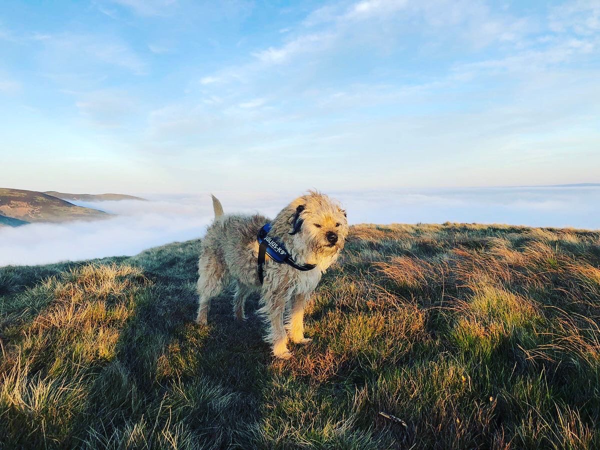 RuftopAdventure's tweet photo. Rufus, passed away today. Aged 13 and a half. He was truly one of a kind a best friend to our kids and us. We will miss him so much. He brought so much love and was loved in equal back. Run free buddy. 💔 https://t.co/T6hmIJEJPZ