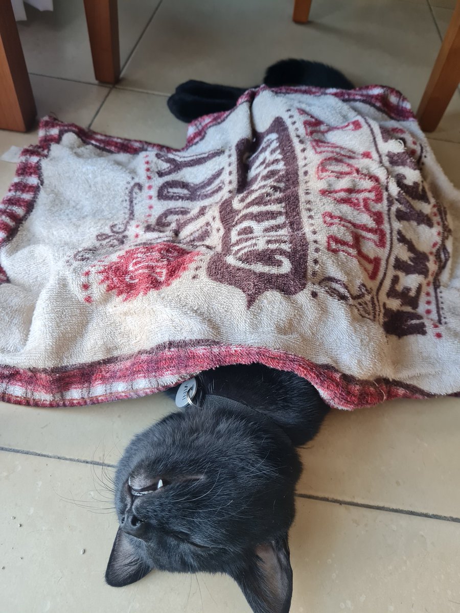 vtg__'s tweet photo. Metí un reparador húmedo al freezer para darle algo de frío al gato en este infierno.
Mirá como está: https://t.co/anIdWarouq
