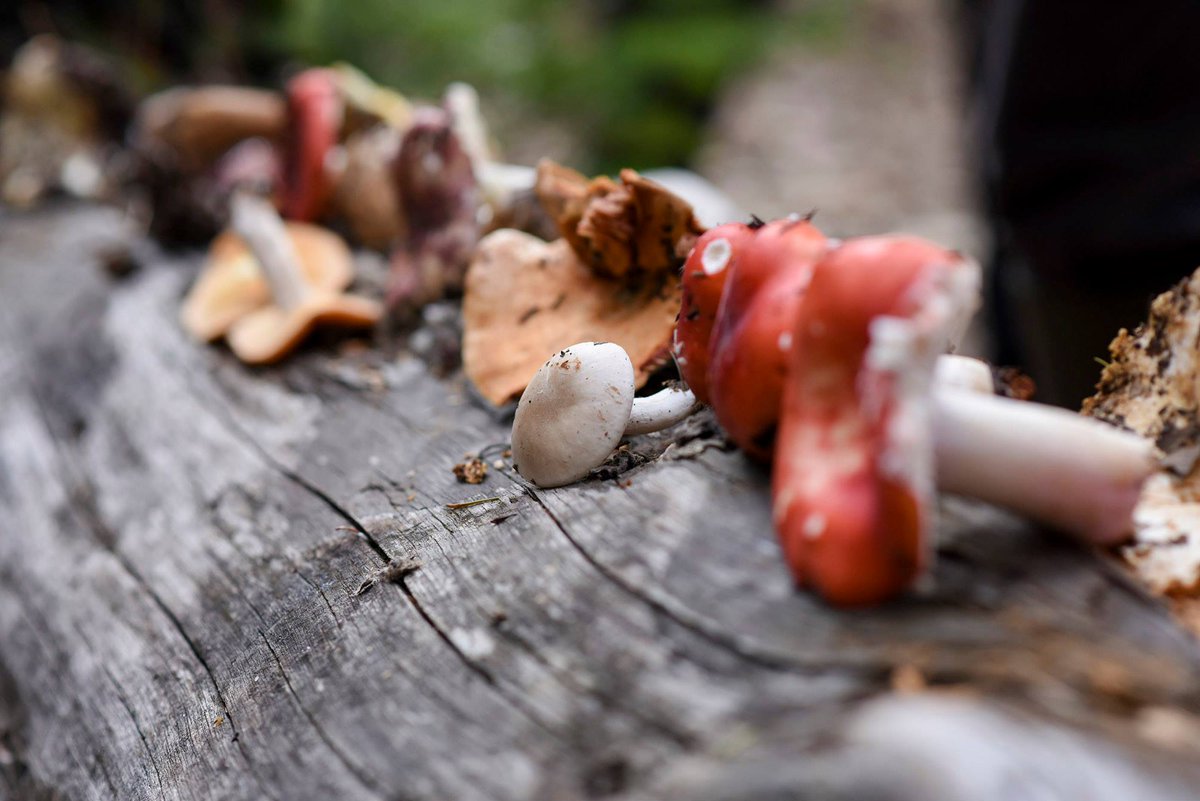 NapaTruffleFest's tweet photo. The Wild Mushroom Foray is a highlight of #NapaTruffleFest. π
Truffle fans & mushroom mavens will hike the #NapaValley woods w/ mycologist David Campbell for an invigorating foraging tour to find candy caps, matsutakes & more!
https://t.co/pFuCMd6erZ #TruffleFest https://t.co/0wNMe1DSRt