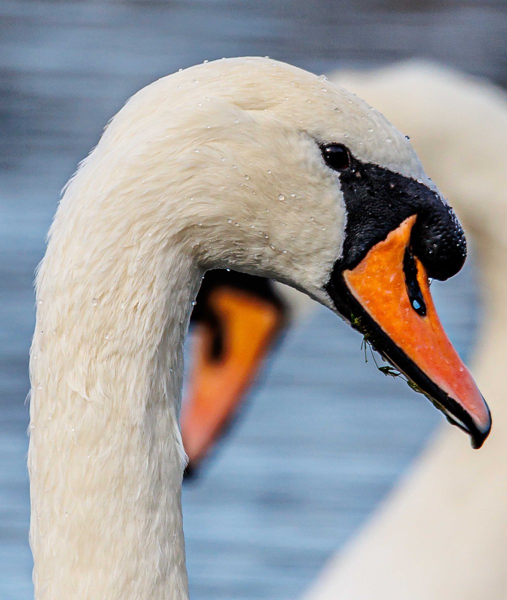 Always a delight to watch the Mercia swans 🦢. Amazing detailed photo captured by Ian Carroll.
#MerciaMarina #ShopLocal #Outdoors #Derbyshire #Lodges #Walks #Staycation #Nature #Christmas