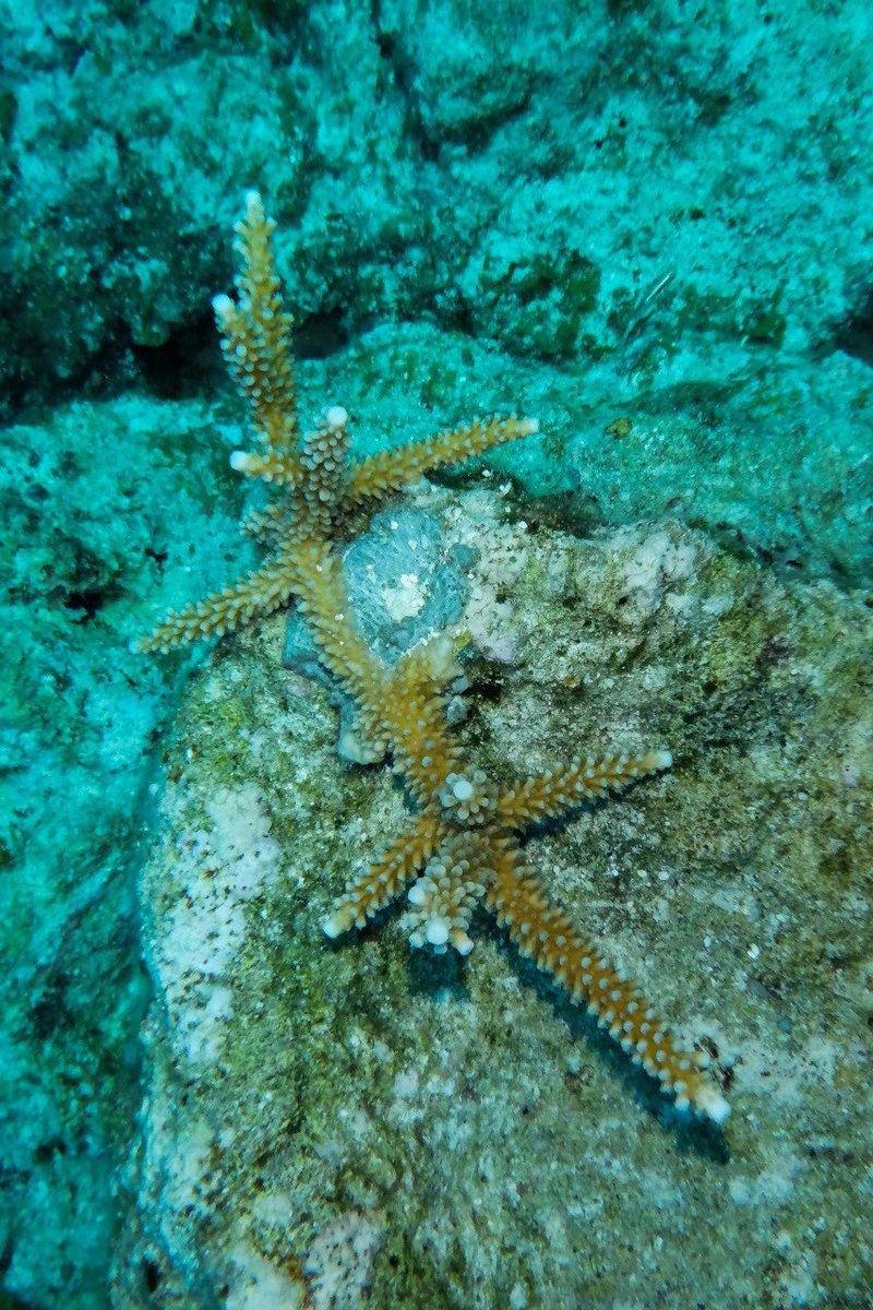 Hoy en el #DíaDelArrecifeCoralino abrimos hilo 🧵 para contarte 5️⃣ datos curiosos sobre estas formaciones de organismos marinos invertebrados, que son fundamentales para la vida en todo el planeta 🪸🌎 ⤵️