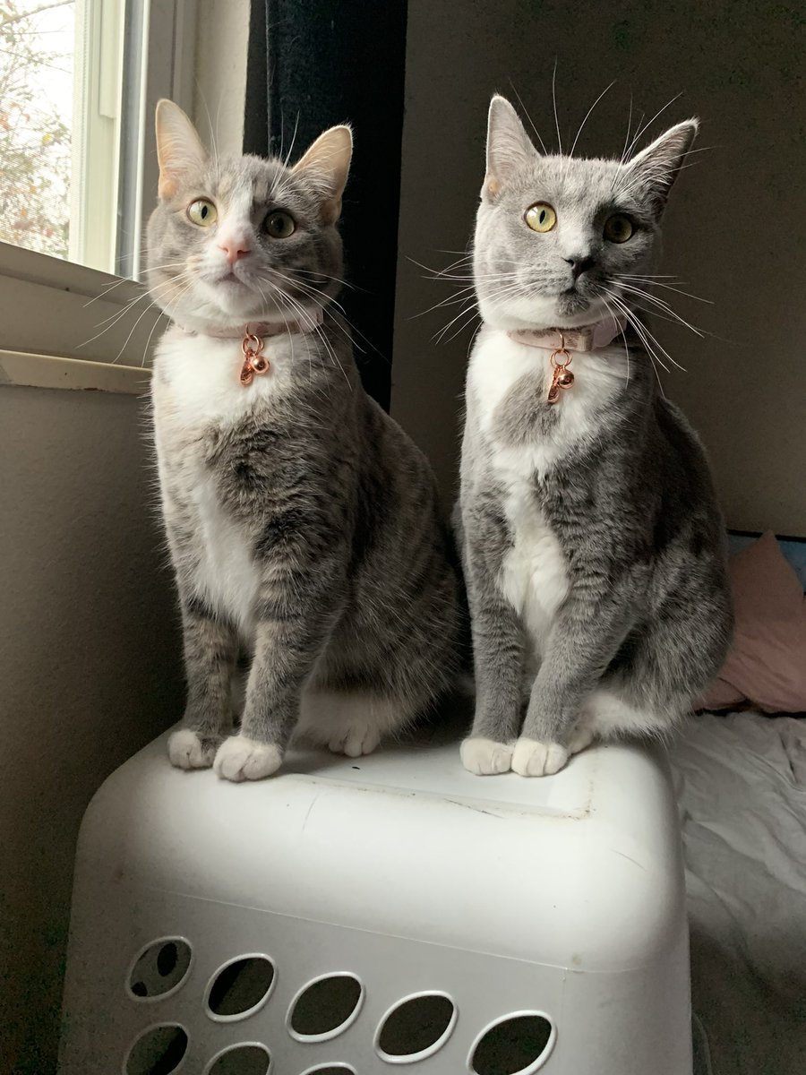 vwra07's tweet photo. @thekittenwinksy Zoey &amp; Yuki 🥰 https://t.co/y7cz0iH3YP