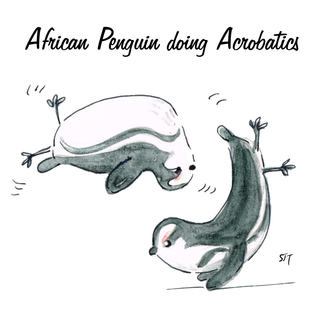 SallyJTaylor's tweet photo. A new series of @AnimalAlphabets  kicks off today, with Animals in Situations. Here we have African Penguin doing Acrobatics. This is going to be such a fun round!
#AnimalAlphabets #AfricanPenquindoingAcrobatics #hertshour #kidlitart #kidlit #funcharacters #ambitionbroxbourne https://t.co/3RzshKNHcQ