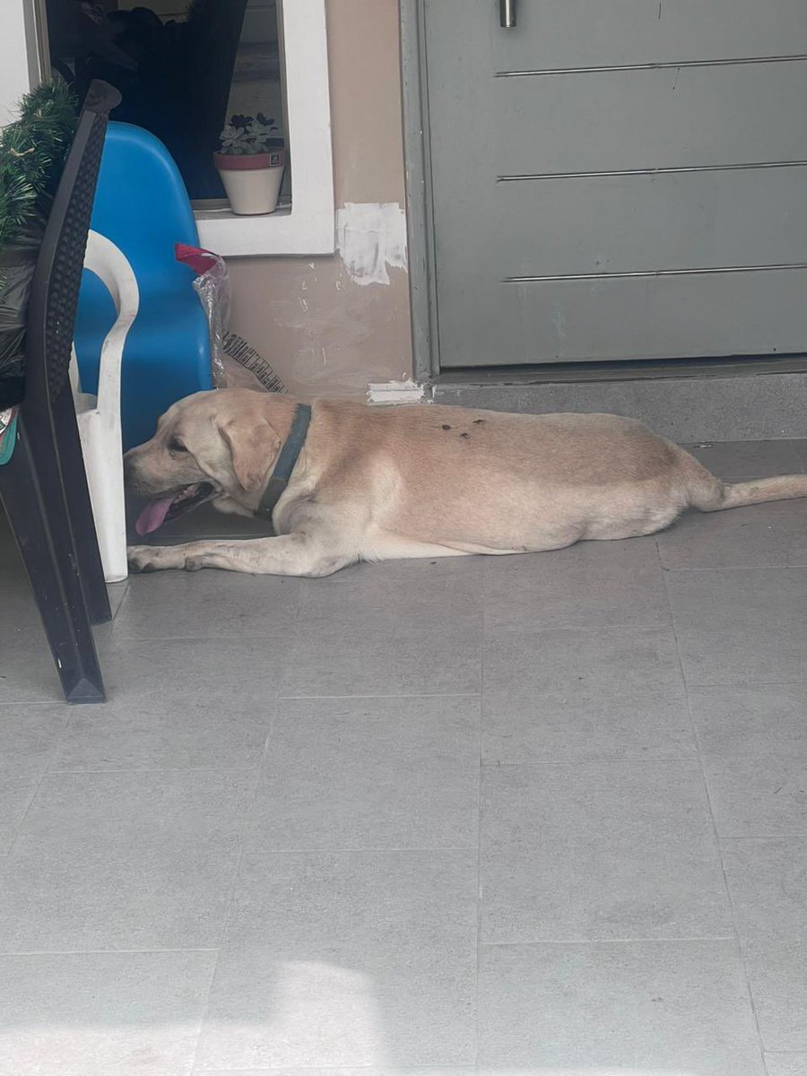 Geo593's tweet photo. Hace aproximadamente 2 horas unas personas sin corazón atropellaron a un animalito que cruzaba la calle en la Av. Isidro Ayora a la altura de Samanes 1. Estos seres inhumanos huyeron del sector. @cynthiaviteri #rescateanimal @alcaldiagye @RescateAnimalEC https://t.co/hV8NYuNKjs