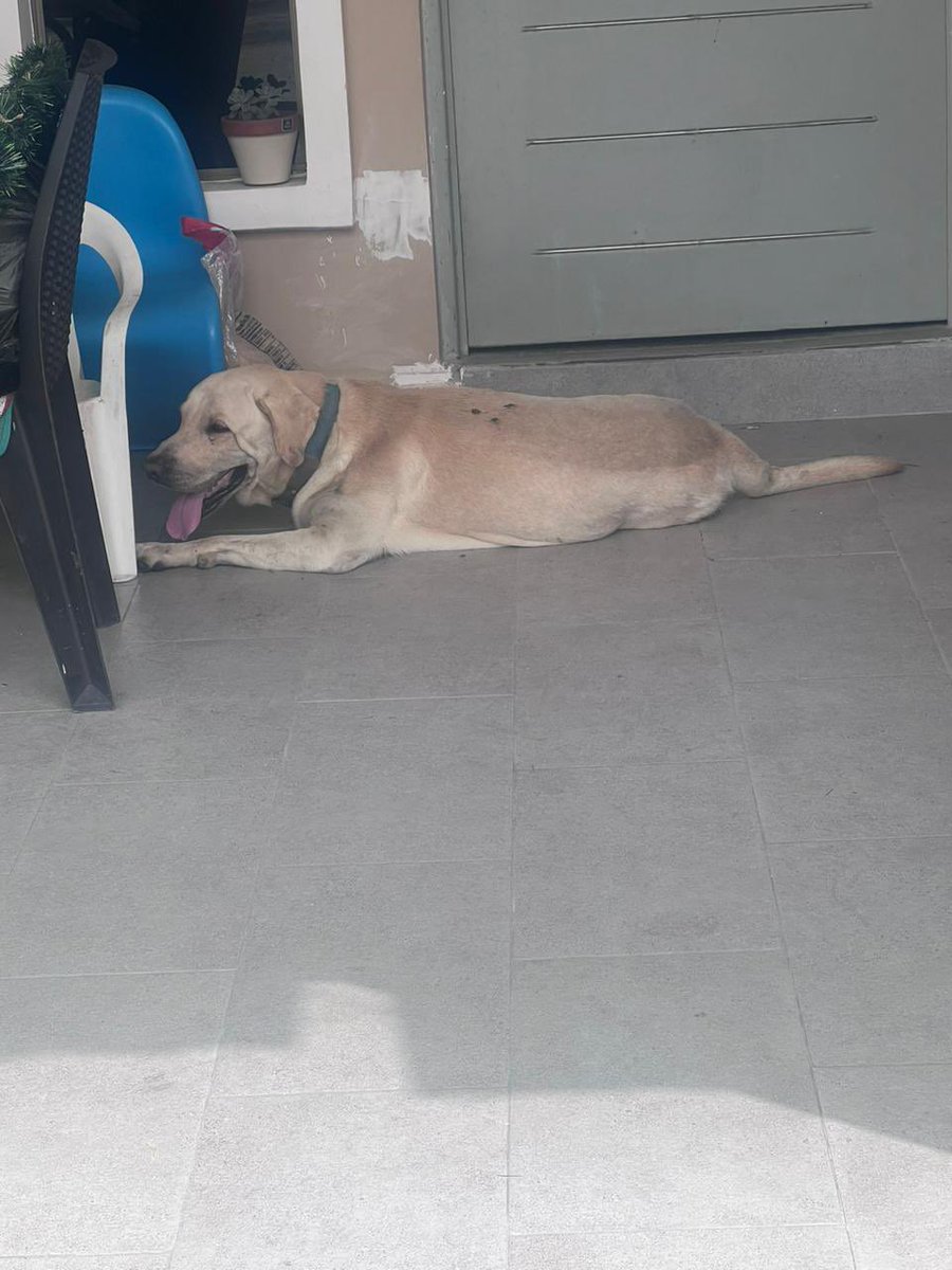 Geo593's tweet photo. Hace aproximadamente 2 horas unas personas sin corazón atropellaron a un animalito que cruzaba la calle en la Av. Isidro Ayora a la altura de Samanes 1. Estos seres inhumanos huyeron del sector. @cynthiaviteri #rescateanimal @alcaldiagye @RescateAnimalEC https://t.co/hV8NYuNKjs