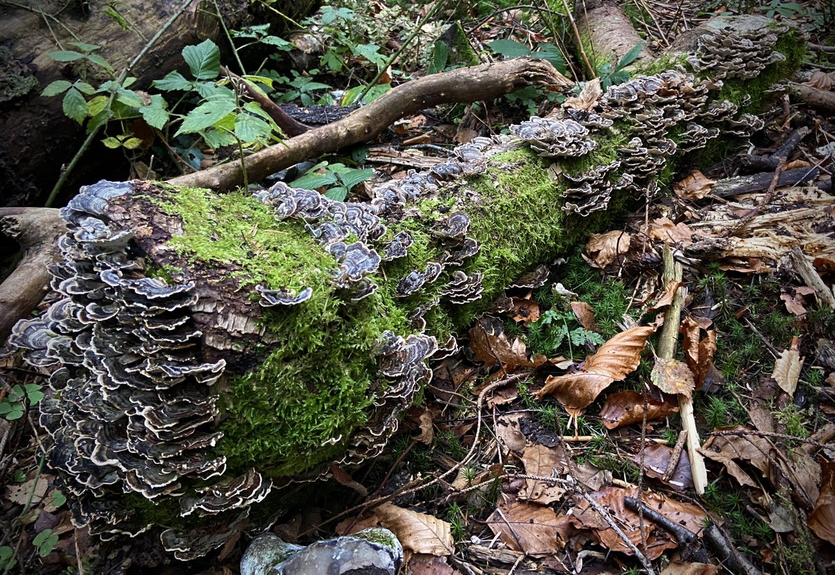 bernoid's tweet photo. Log of the week #trametesversicolor #turkeytail #logoftheweek #fungi https://t.co/P1FQs28EIU