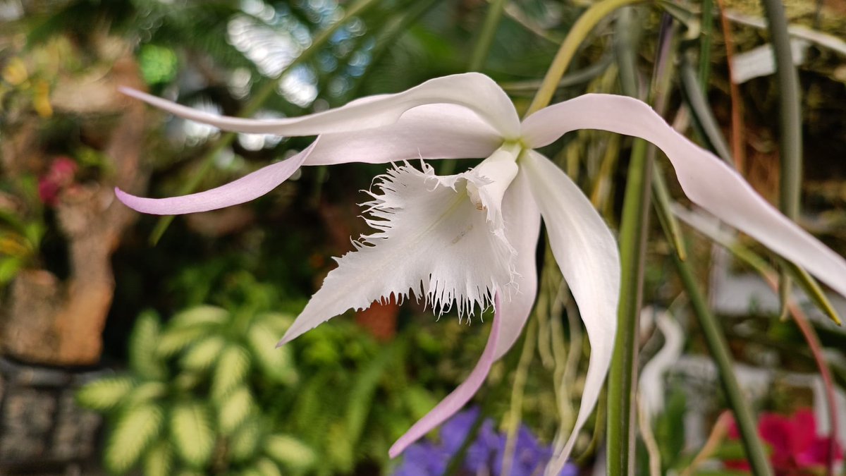 orchidarium_'s tweet photo. La elegancia de Brassavola 'Louis Sander'

#Orquidario #Estepona #orquídeas #orchids #VisitaElOrquidariodeEstepona https://t.co/H5bje0Hhbs