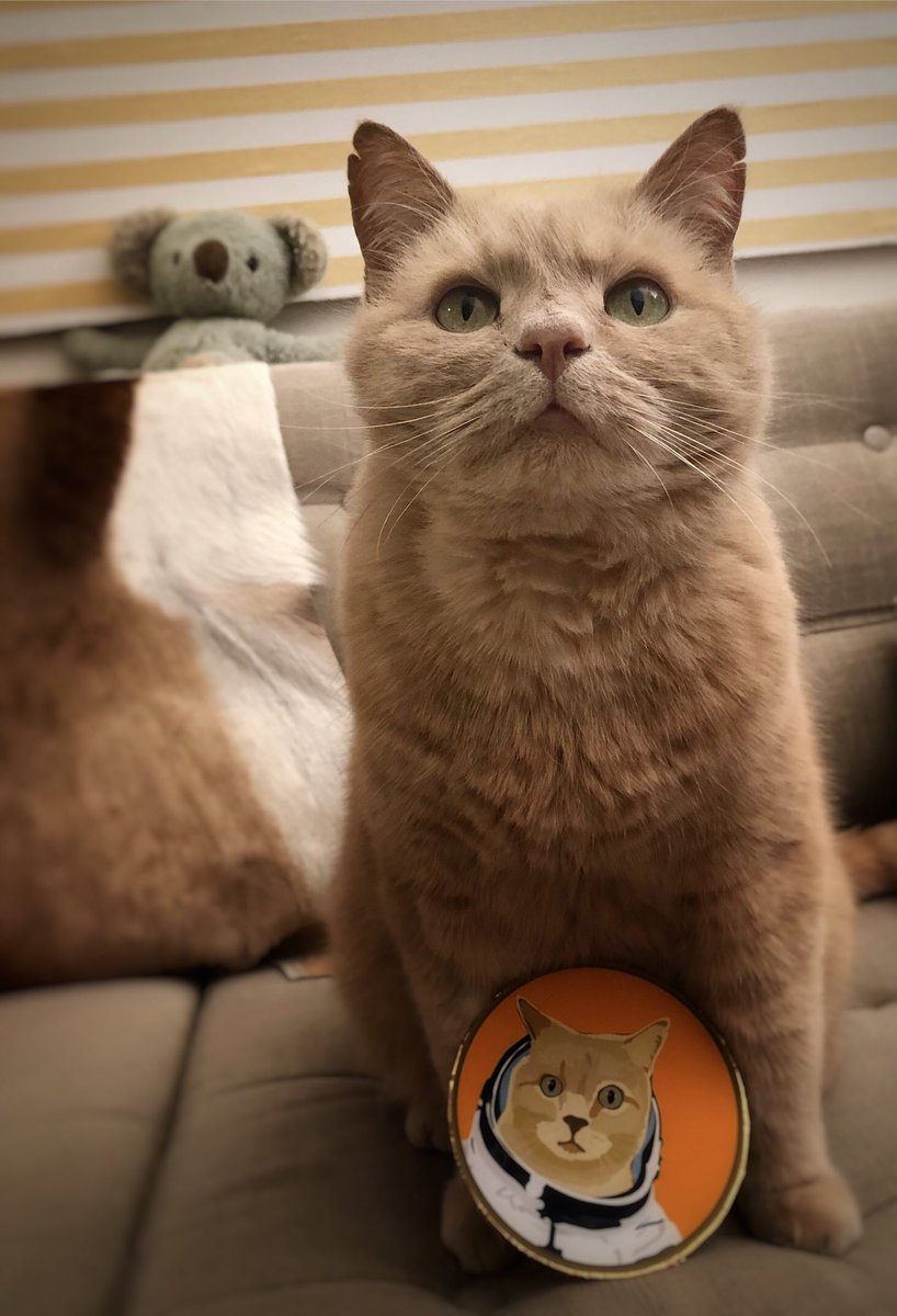 So many Cats. But I’m the real one….. #catcoin #musticoin #nft #CatsOnTwitter