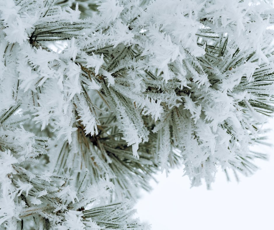 Portalia3's tweet photo. Przyszedł - piękny, oby śnieżny grudzień ❄️❄️❄️ Jakie prace ogrodowe jeszcze warto wykonać w tym  miesiącu?

https://t.co/IAbNvpl3D1

#portalia #pomysłnaogród #zima #grudzień #ogród #garden #śnieg #śnieżnygrudzień #pracewogrodzie #praceogrodnicze #pielęgnacjaogrodu #odśnieżanie https://t.co/c7FyJFlvTL