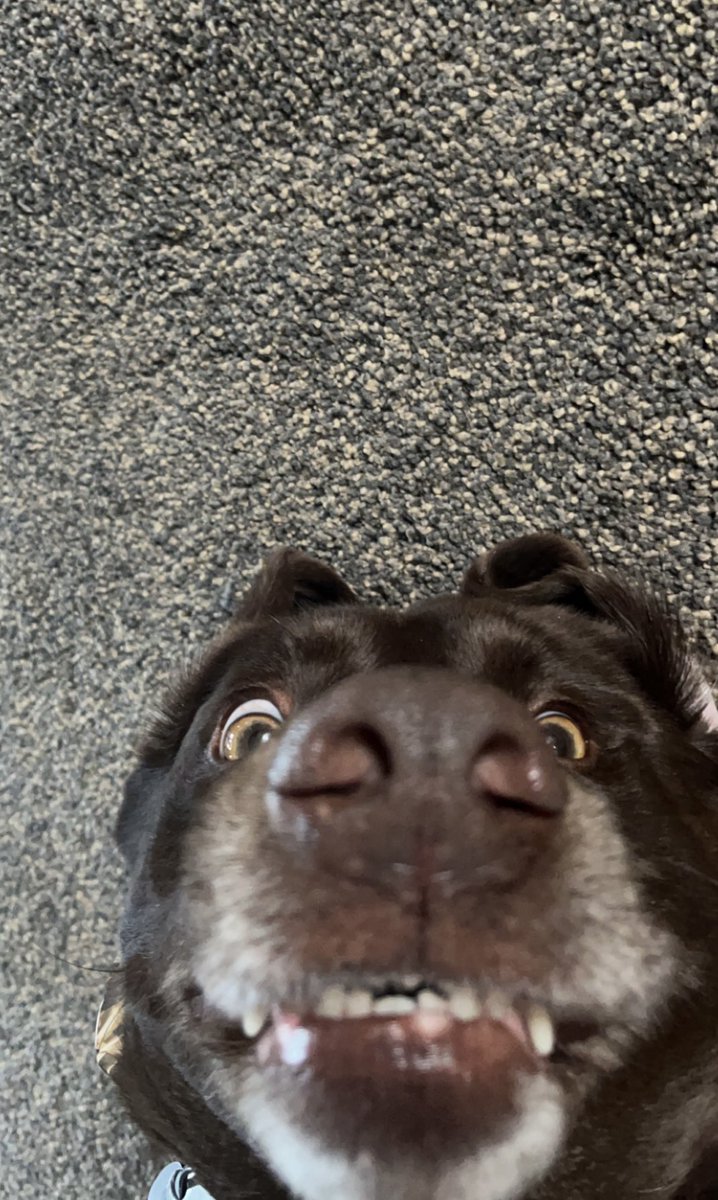 LChampnella's tweet photo. My best friend Oakleys birthday today! Love you buddy #bestfriend #sheddog #dog #lab https://t.co/Y4e86oTSW6