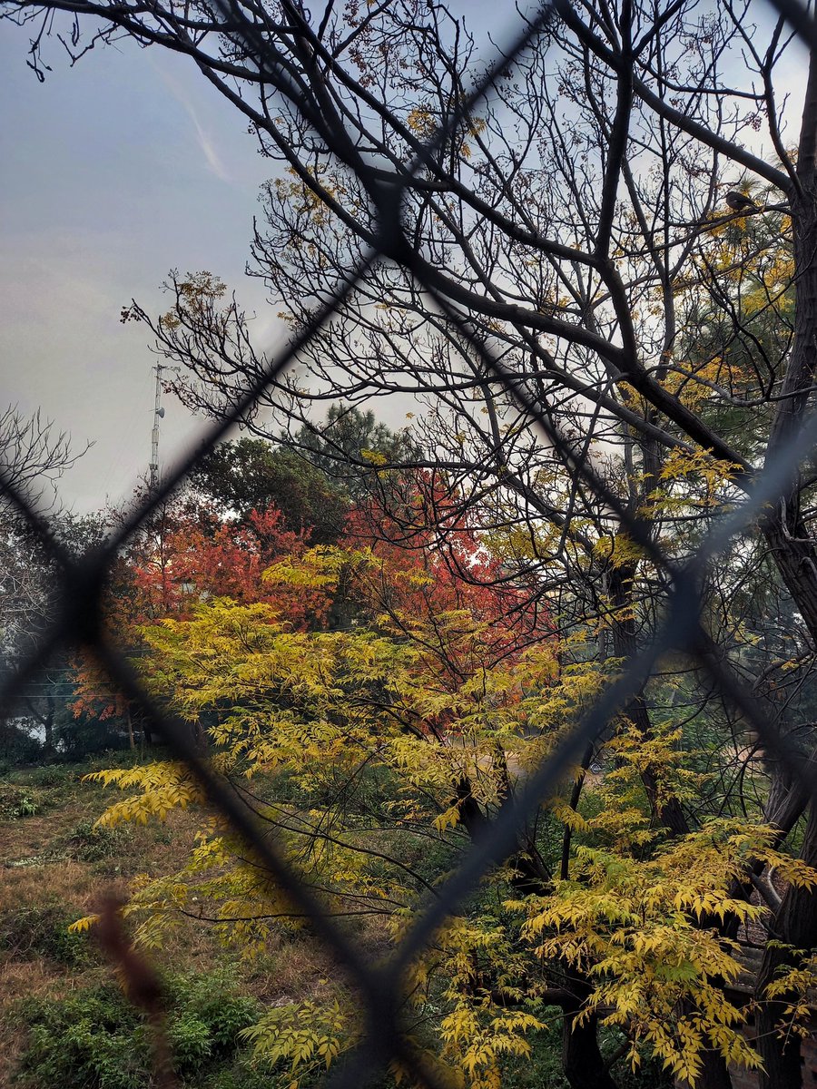 simpforsun's tweet photo. fall in Islamabad is ethereal https://t.co/wuz610FKIj