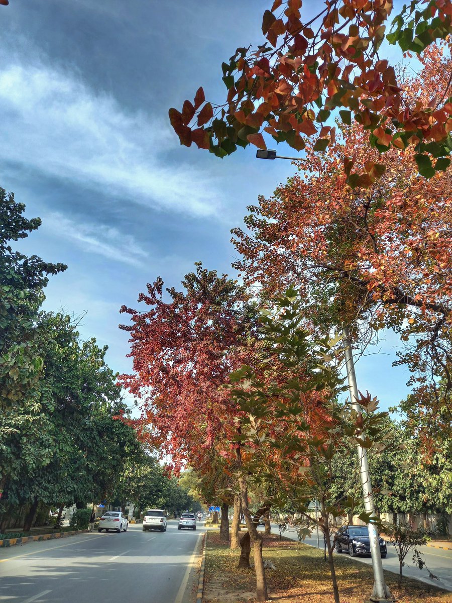 simpforsun's tweet photo. fall in Islamabad is ethereal https://t.co/wuz610FKIj