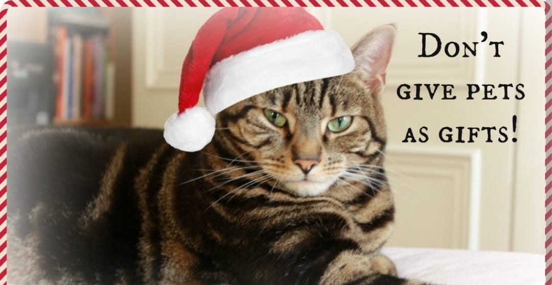 We will not be processing any adoptions December 15th through to January 6th to deter people from giving pets as gifts. 

If you would like to rescue one of our animals before the end of the year please DM your contact info. 

#AdoptDontShop #APetIsForLife #NorthWexfordSPCA