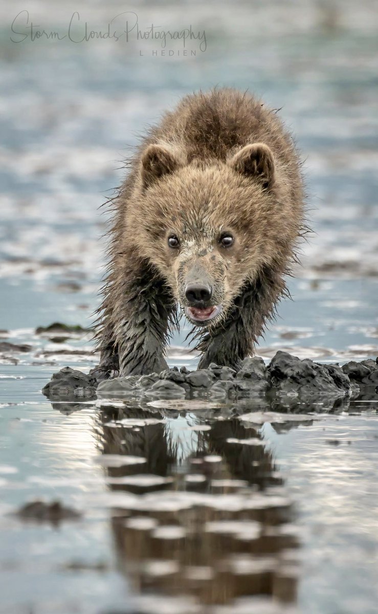 A curious #springer #brownbear #cub in July. 🍼🐻 Image made remote 
#Alaska with telephoto lens. #visitAlaska #bear #wildlifephotography #grizzly #photography #travel  #thephotohour #nikonUSA #natgeoyourshot #zcreators #wildlifepic #nikonoutdooors #nikonoutdoorsusa @discovery