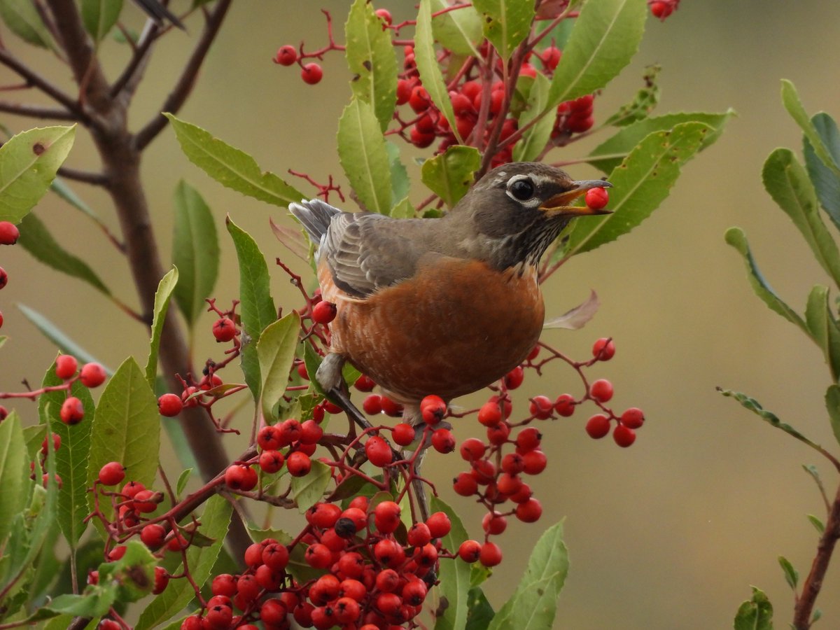 beasts_flowers's tweet photo. Toyon time and the living is easy. American Robin (Turdus migratorius) Goleta, CA. December 2022. 
#BirdsSeenIn2022 #TwitterNatureCommunity #birding #birdwatching #BirdTwitter https://t.co/so83siXNHX