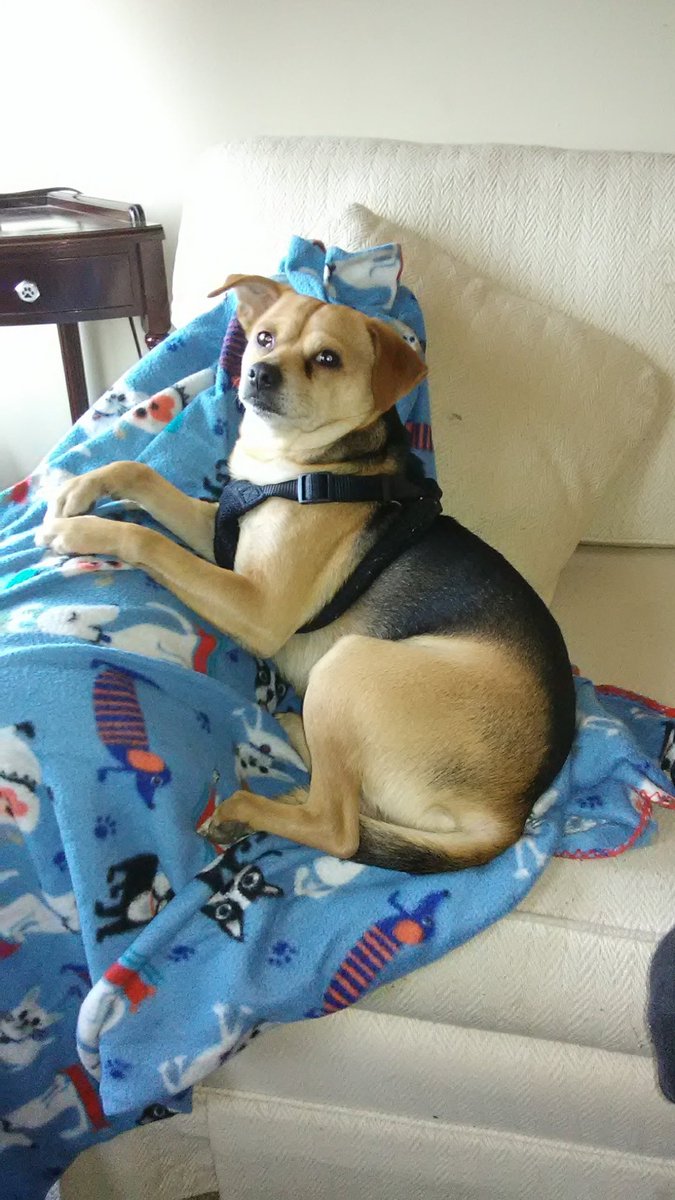 Kenneth Richard tweet media