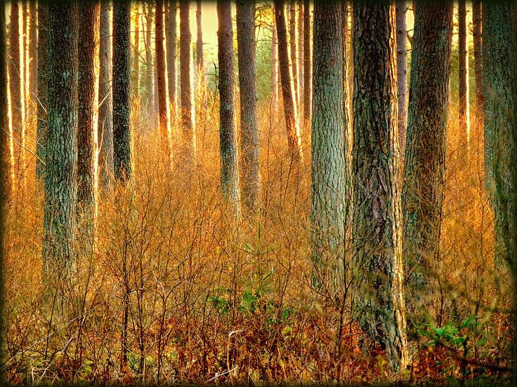 Stargazer1210's tweet photo. "A Winters Warmth" #Trees at #Sunset

Taken at #TentsmuirWood #TentsmuirBeach #Fife #StAndrews the sun going down quickly in #Winter #TheMindfulImage #LauraMcGlinnPhotography #TheWellbeingSignpost #TheMindfulCharm https://t.co/MLrhdQDYXT