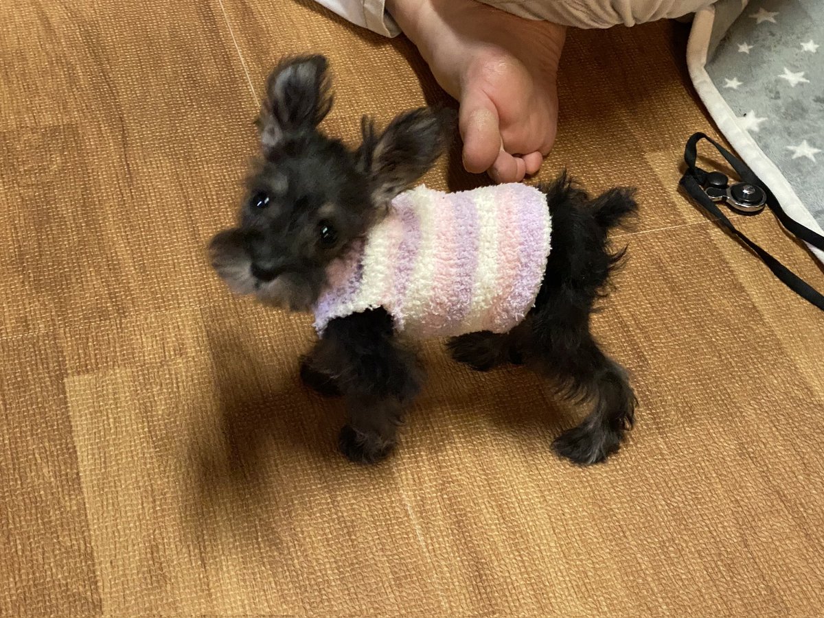 チビ様❤ミニチュアシュナウザー お風呂桶オブジェ♡印鑑スタンド