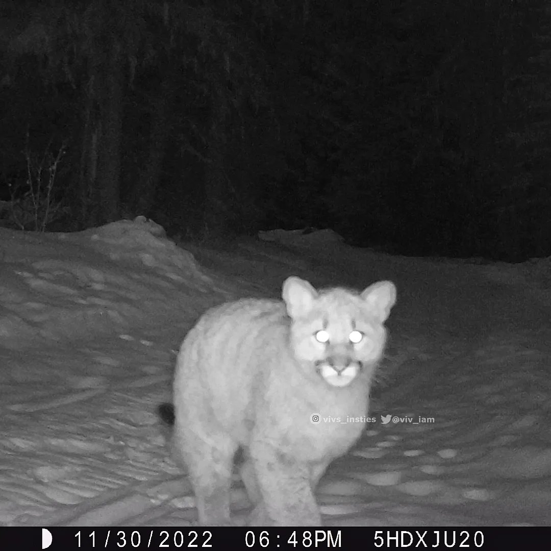 Happy to see a #mountainlion & cub pass through last week! I'm guessing kitten is approx. 6 months old. Sad to think it may be same #cougar with 4 babes back in late July who would now be this same age. Always more questions than answers! 🦁🐾 #nature #albertawildlife