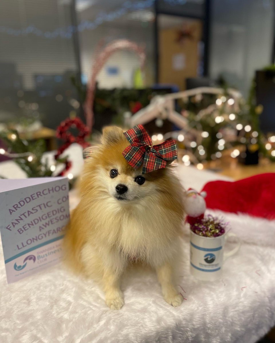MorganOffice's tweet photo. Our Chief Security Officer is in the Christmas spirit at the office today 🎄 

@SwanseaBizClub @NemoOfficeClub @Michaeluk https://t.co/fhWCEa8Pd3