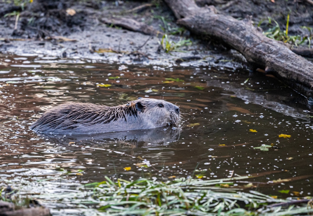 Beaver Pond

#outdoors #wildlife #utah #pond #wildlifephotography #DaveKochPhoto #thegreatoutdoors #wildlife_perfection #getoutdoors #beaver #wildlifelovers #wildlifephotos #utahphotography #ponds #wildlife_inspired #utahadventures #utahhiking #utahoutdoors #nature #naturelovers