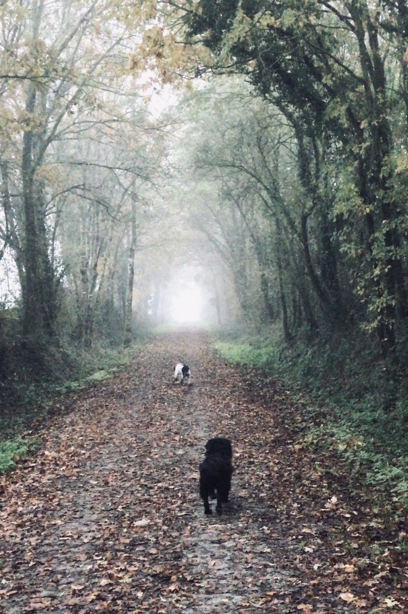 Frens, a couple of spannas in the mist for your #MondayMotivation #nortysquad #maxandmenace #zoomies #dogsoftwitter 🤣👍🦍