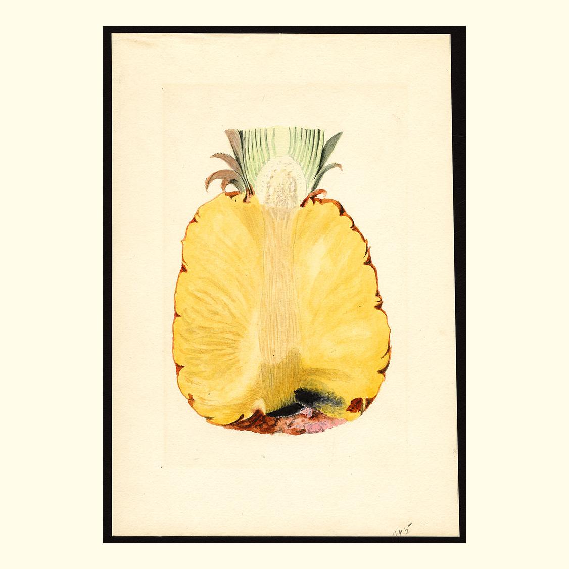 pomological's tweet photo. pineapple pineapples, painted by james marion shull, 1919 https://t.co/lDEI7B7oYZ