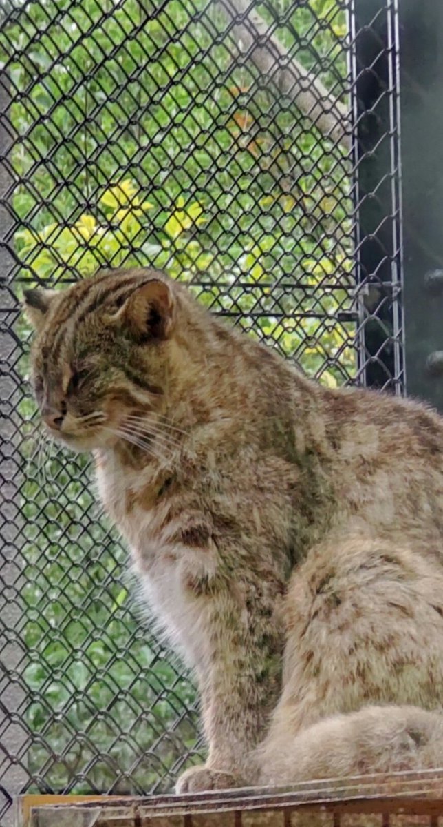 ンヌ…ヌ…ネーーーーン!! 