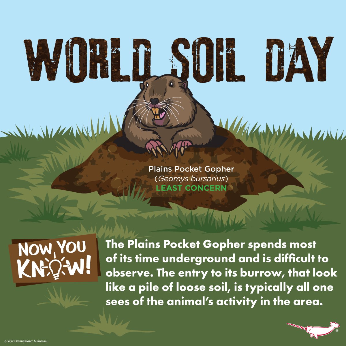 #WorldSoilDay 
#NowYouKnow #PlainsPocketGopher 

2023 Animal Holiday Calendar
& More Great Gift Ideas
Shop #PeppermintNarwhal at peppermintnarwhal.com

#SoilDay #Soil #PocketGopher #Gopher